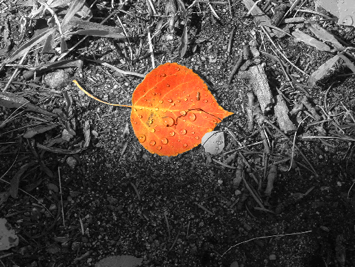 [Leaf]