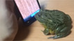 Frog vs. iPhone